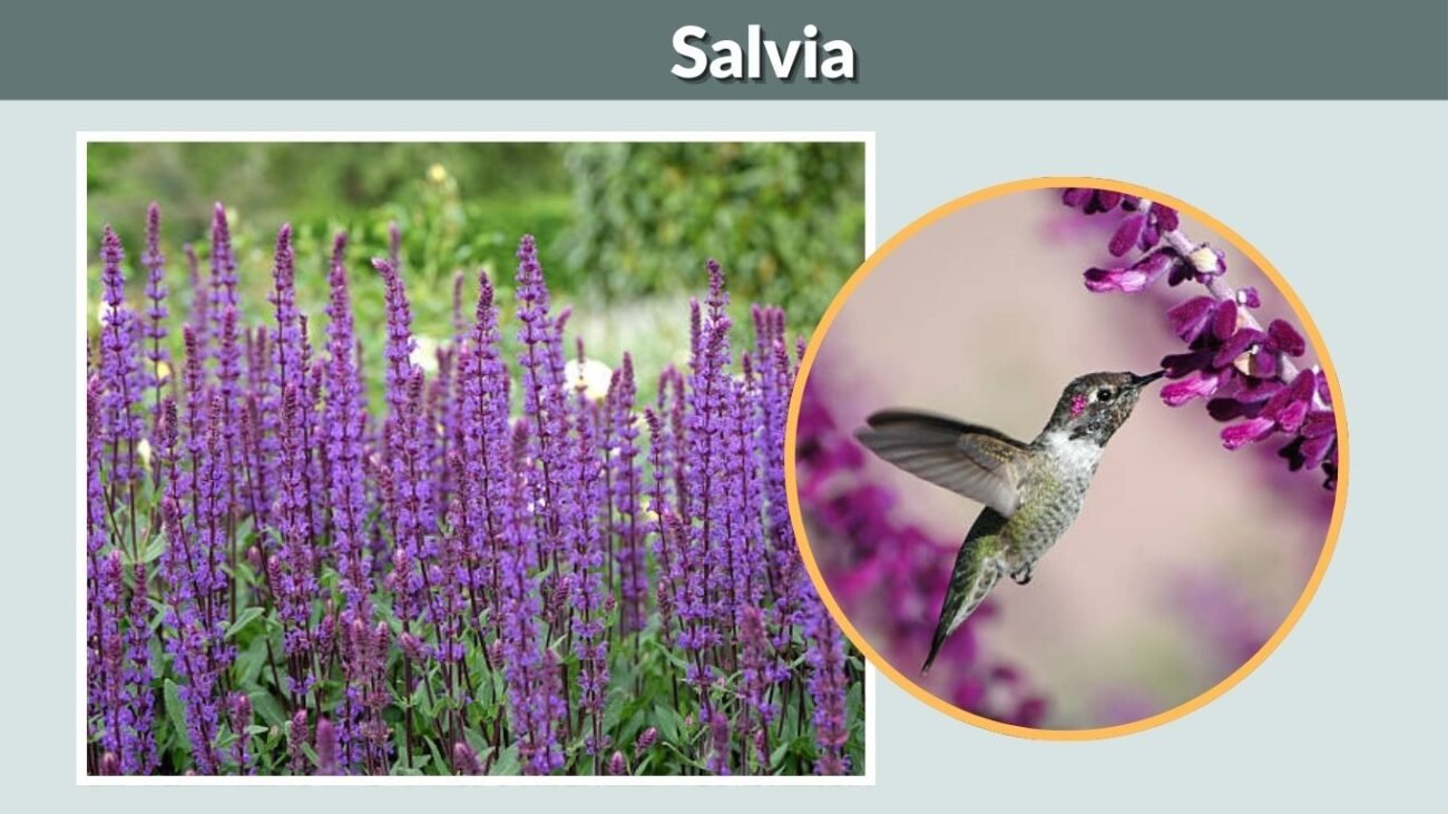 Salvia