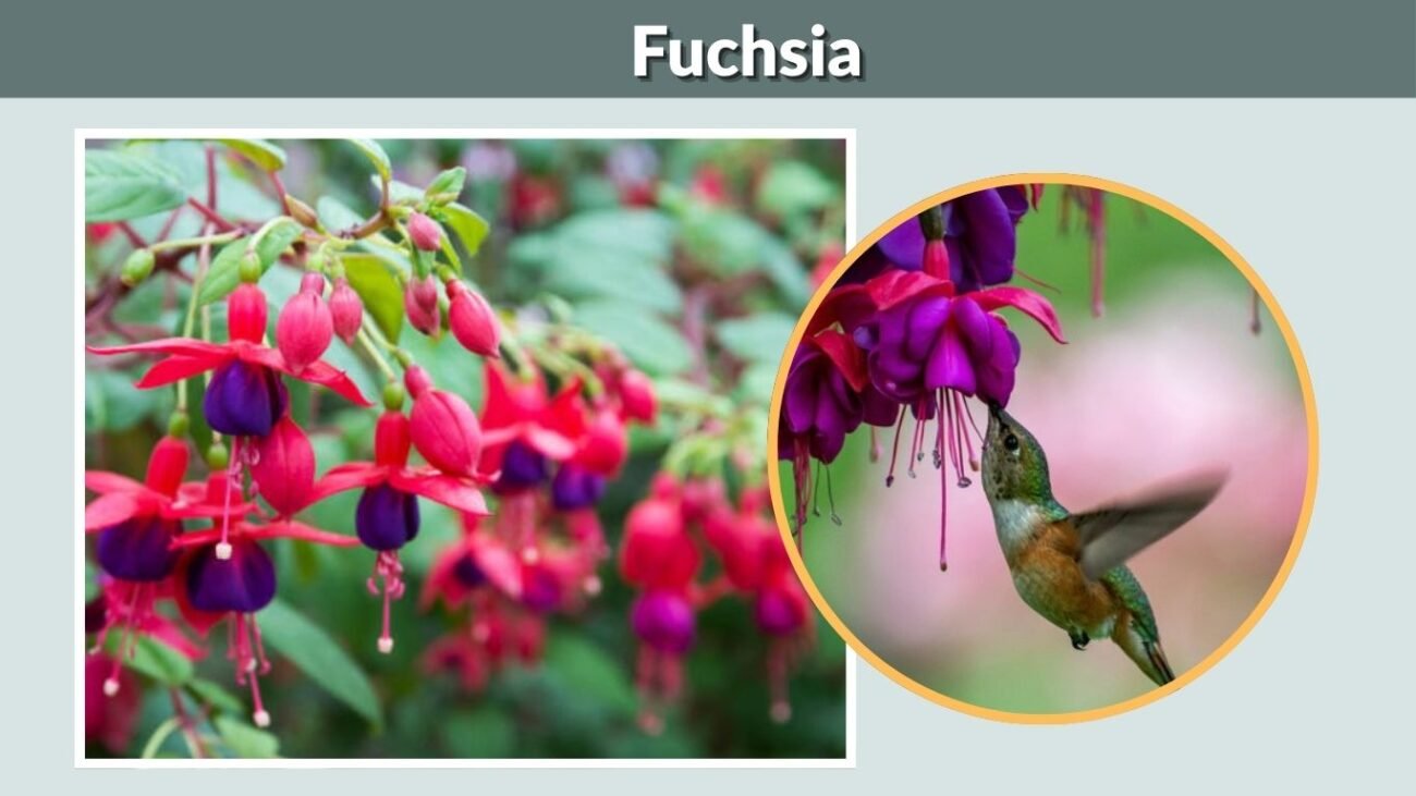 Fuchsia