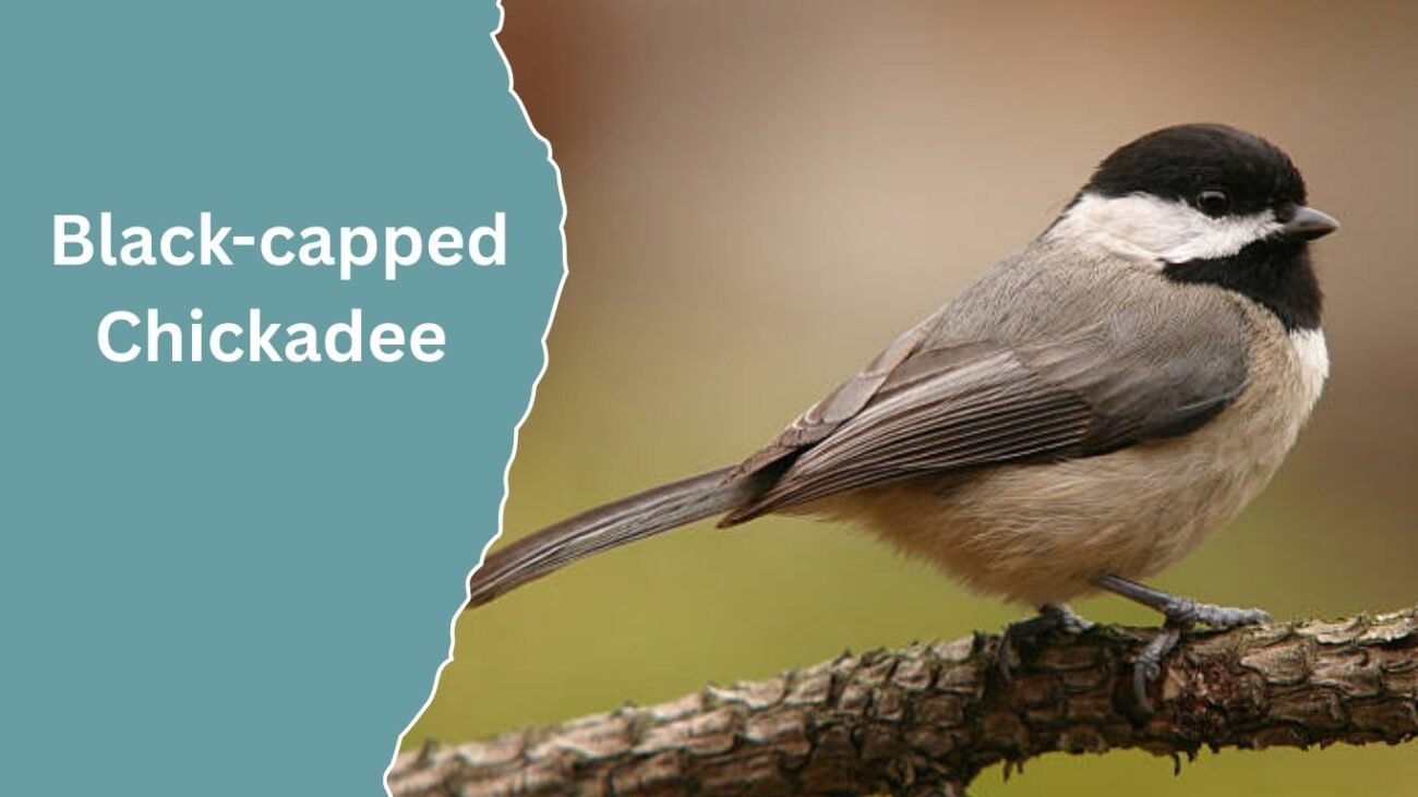 Black-capped Chickadee