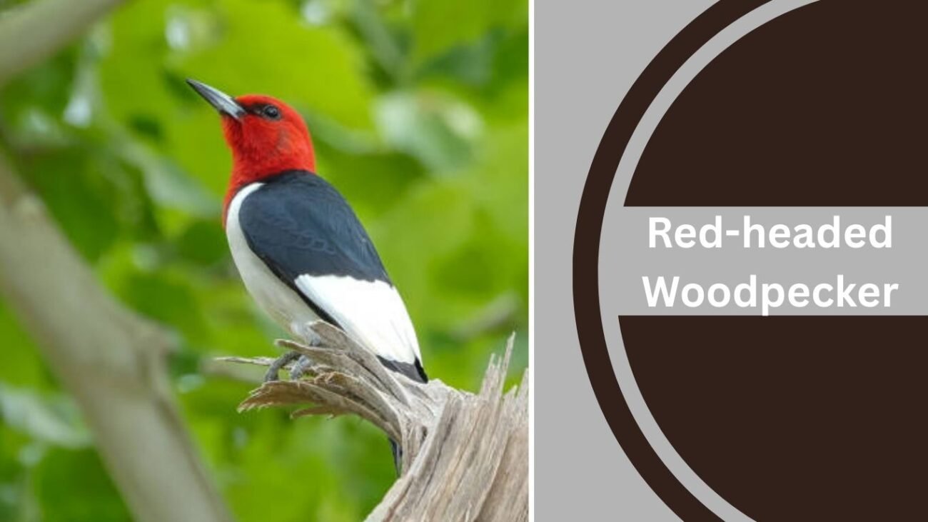 Red-headed Woodpecker