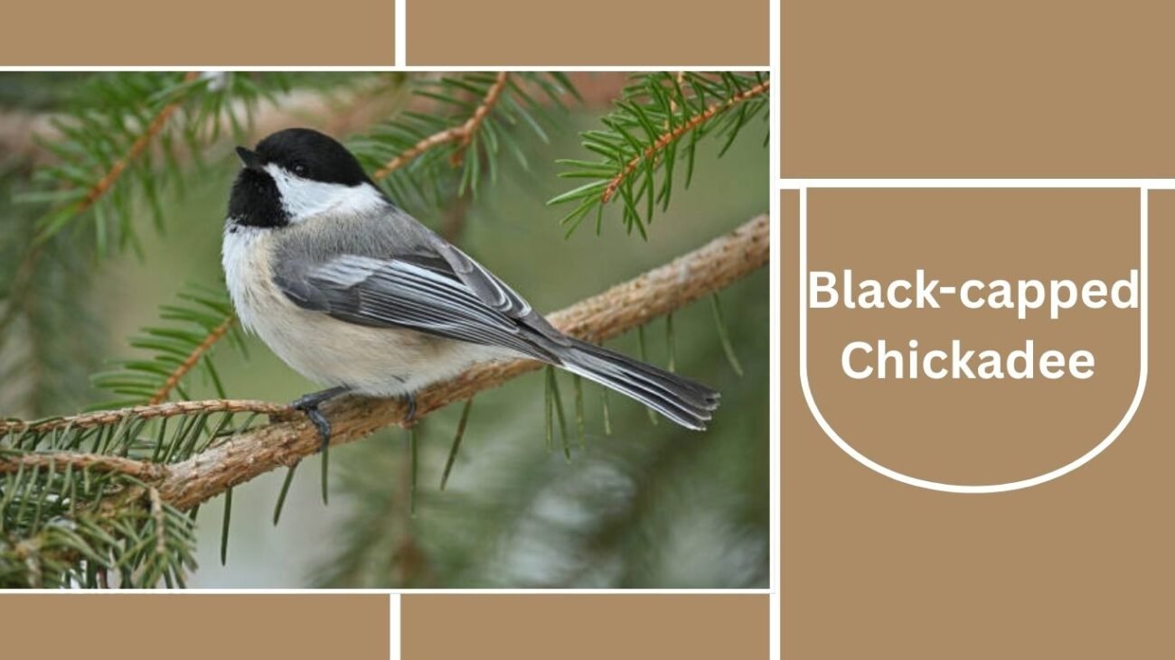 Black-capped Chickadee
