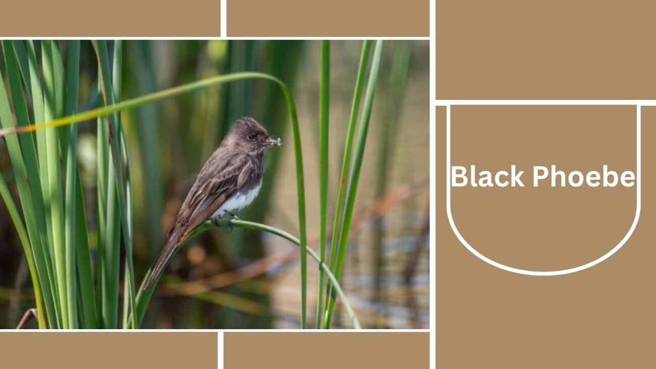 Black Phoebe