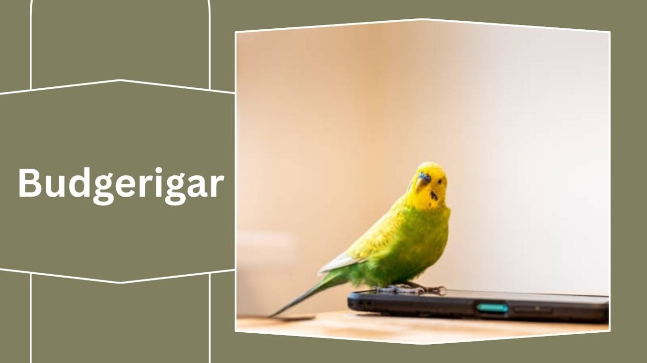 Budgerigar (Budgie)