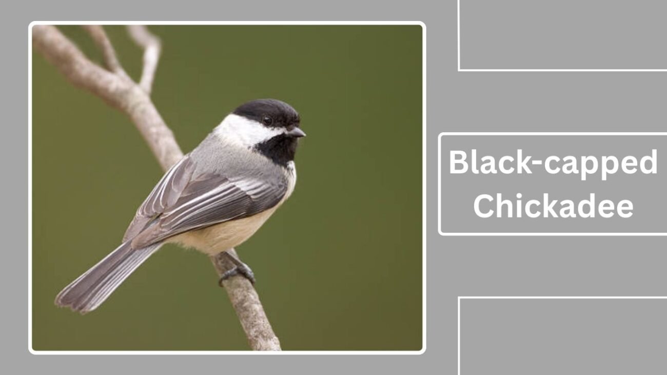 Black-capped Chickadee