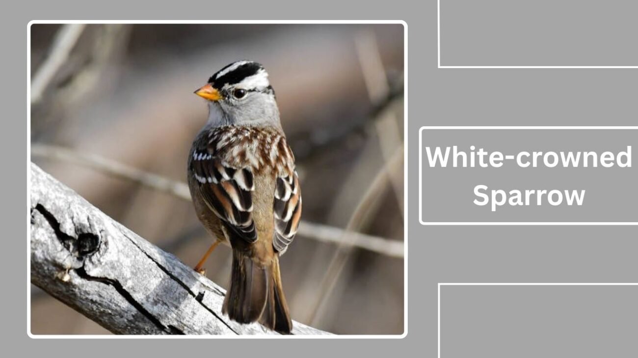 White-crowned Sparrow
