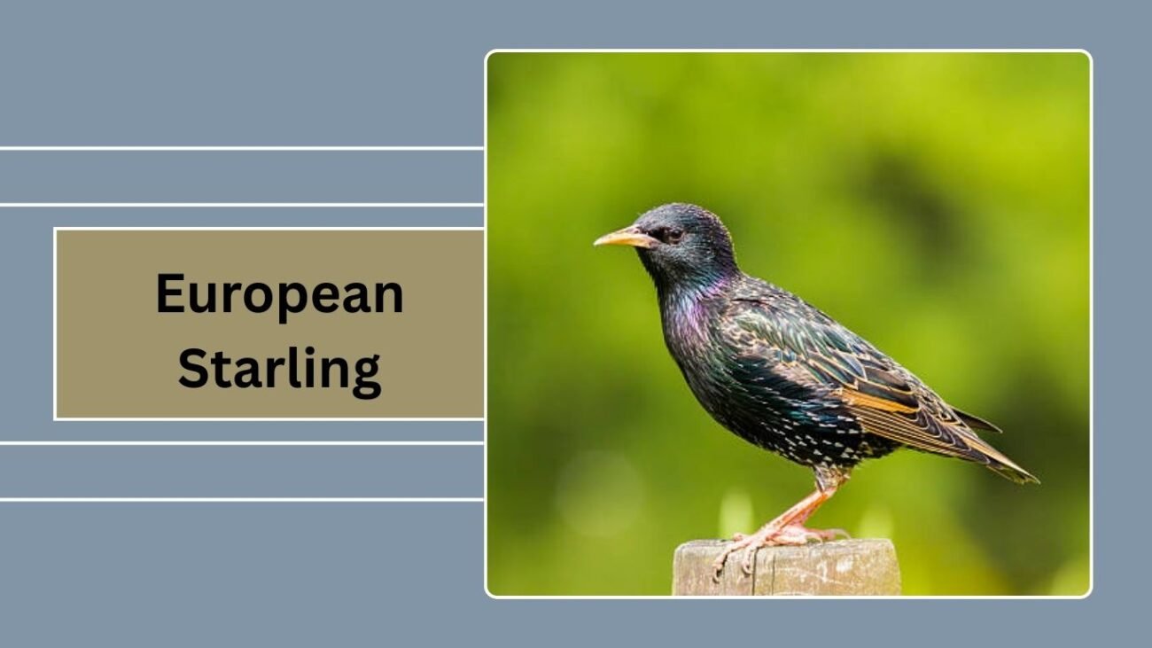 European Starling