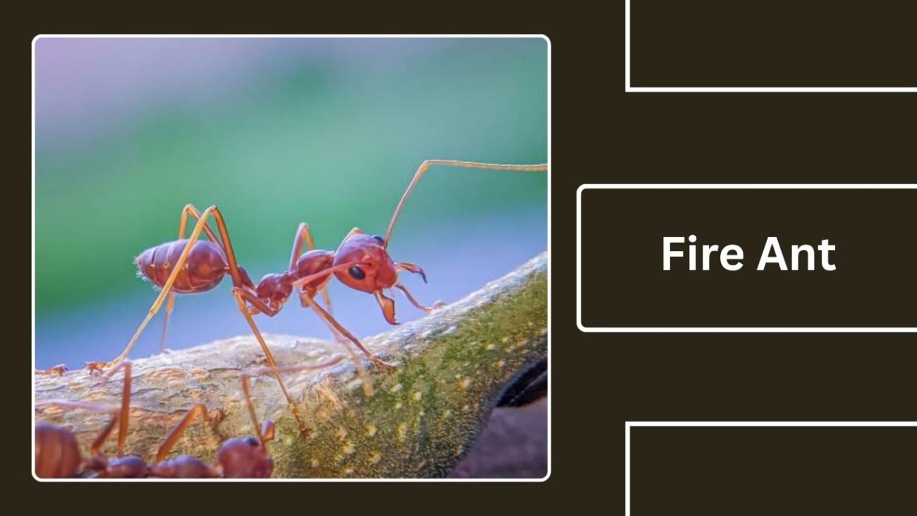 Fire Ant