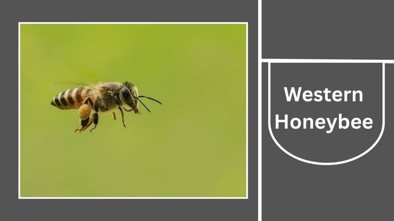 Western Honeybee (Apis mellifera)