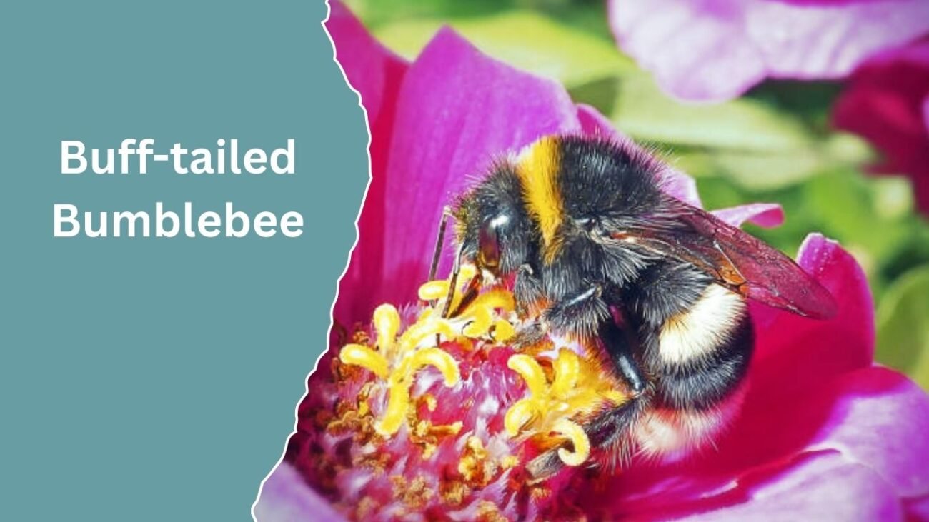 Buff-tailed Bumblebee (Bombus terrestris)