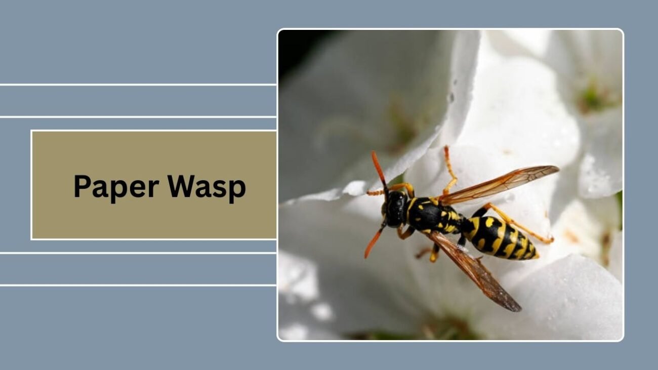 Paper Wasp