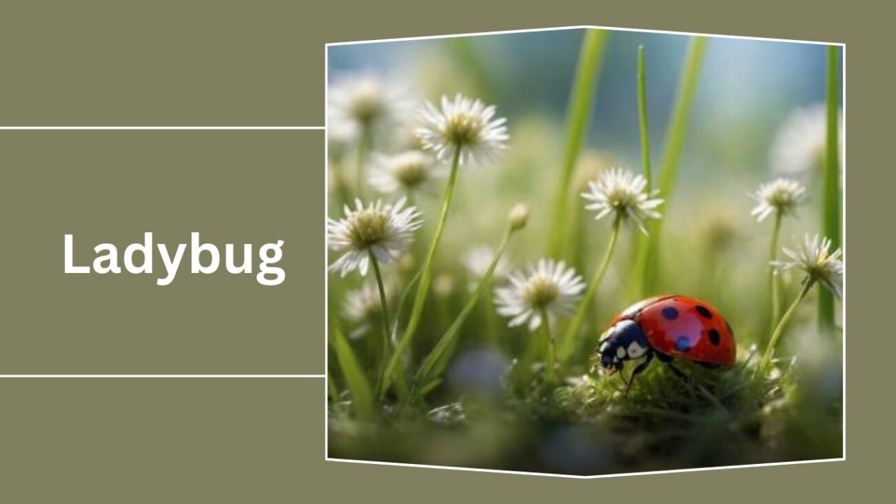 Ladybug