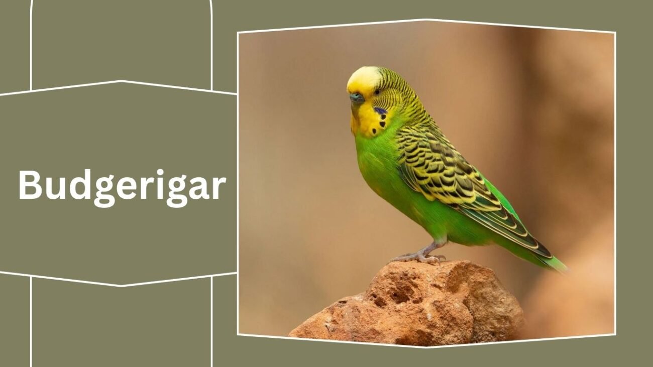 Budgerigar (Budgie)
