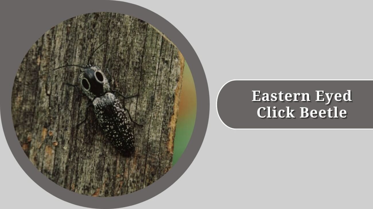 Eastern Eyed Click Beetle