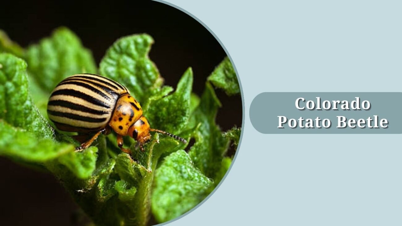 Colorado Potato Beetle