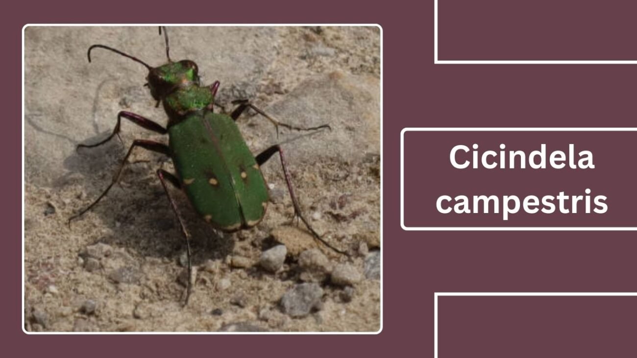 Cicindela campestris