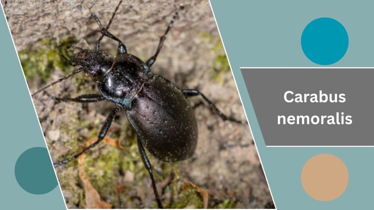Carabus nemoralis
