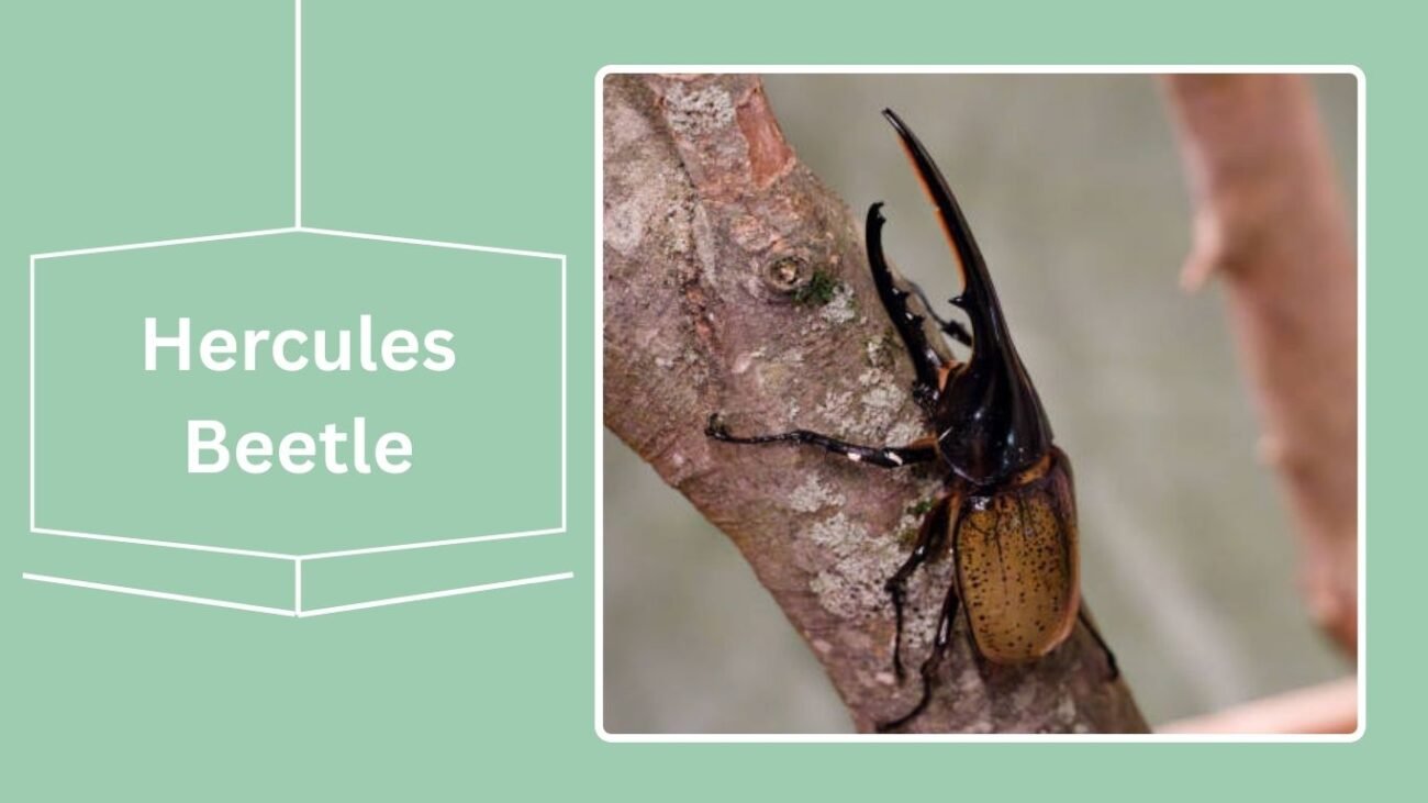 Hercules Beetle