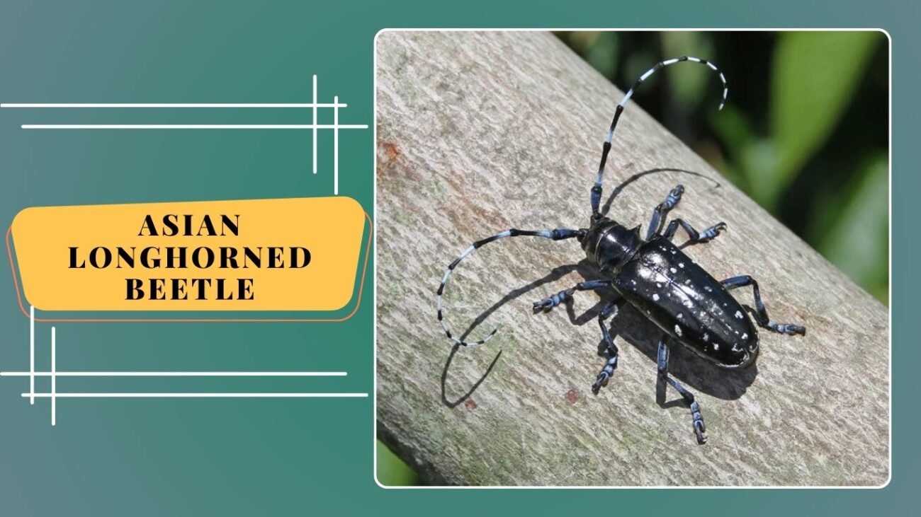 Asian Longhorned Beetle