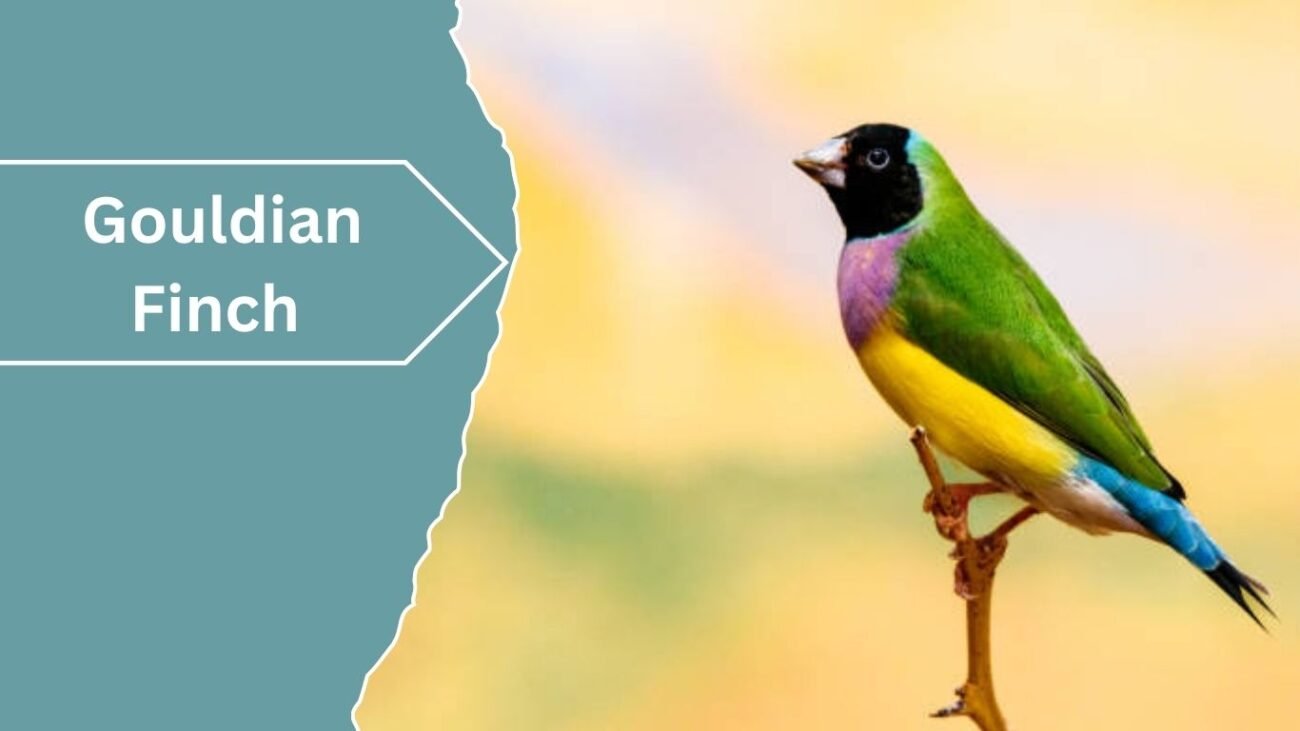  Gouldian Finch