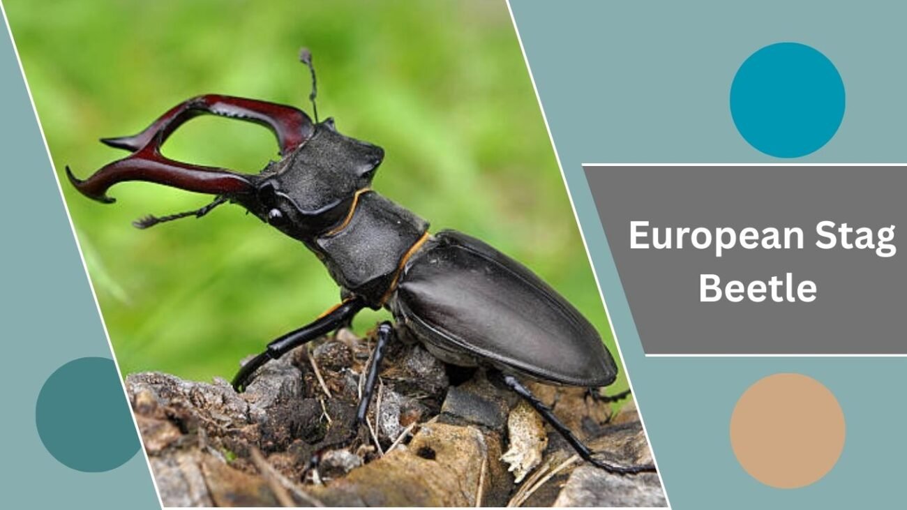 European Stag Beetle