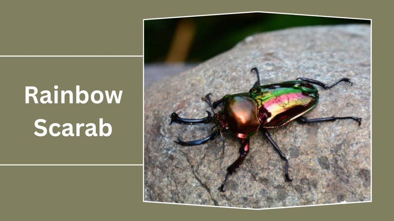 Rainbow Scarab