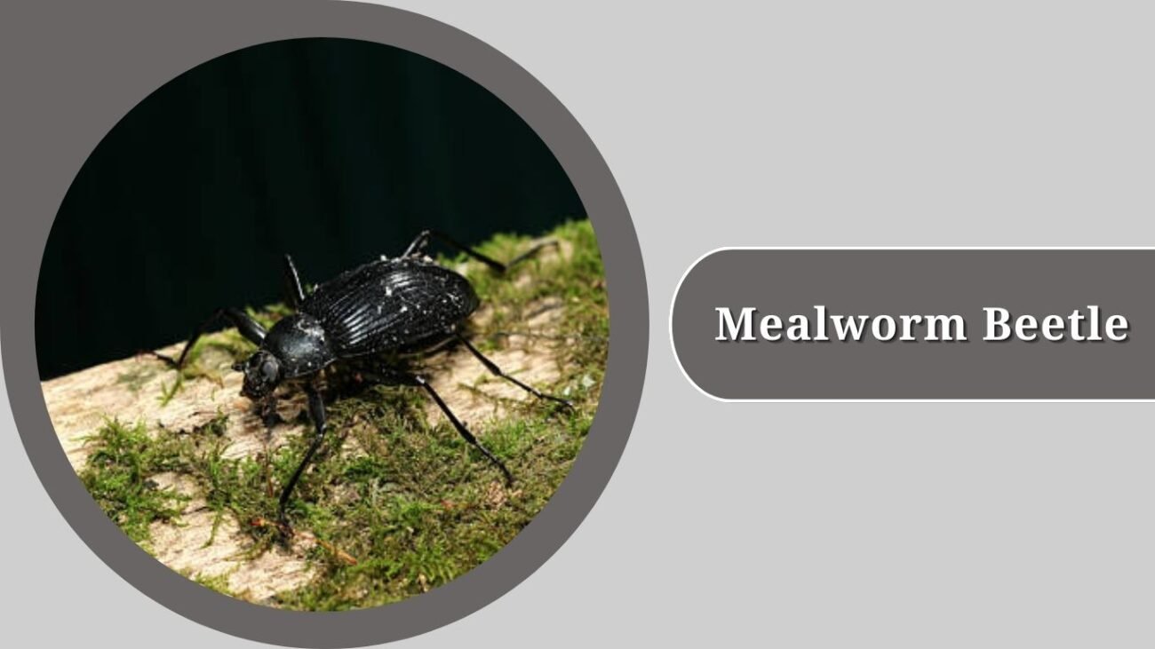 Mealworm Beetle