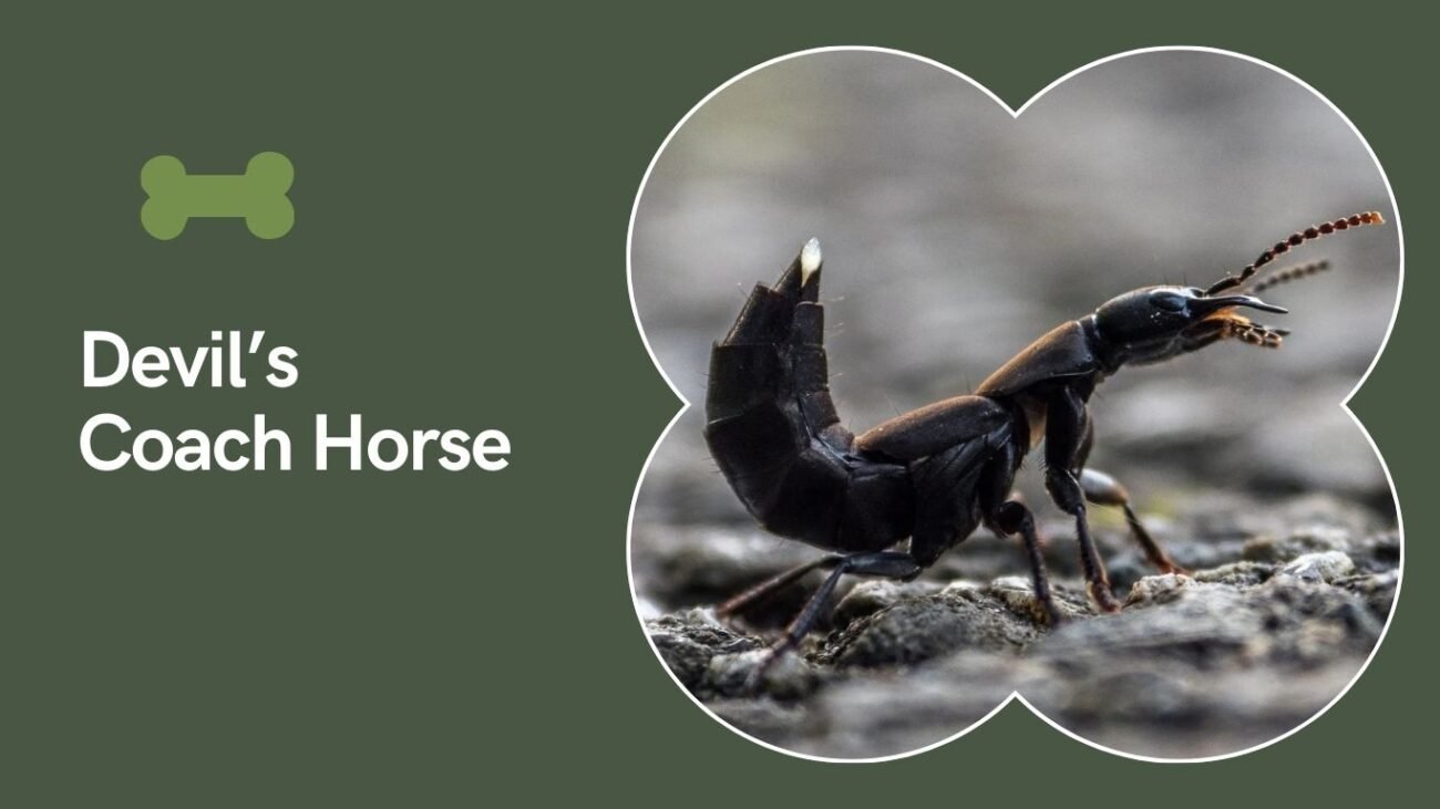 Devil’s Coach Horse (Ocypus olens)