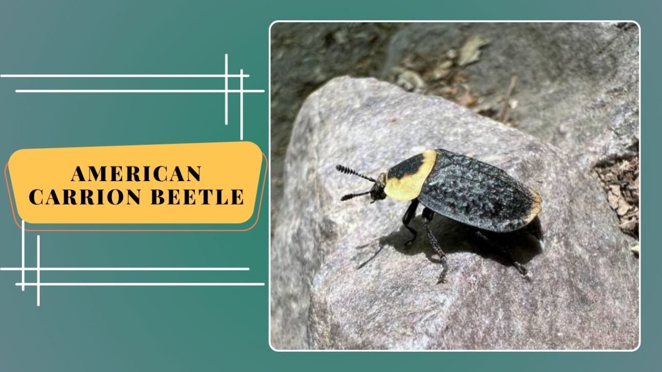 American Carrion Beetle (Necrophila americana)