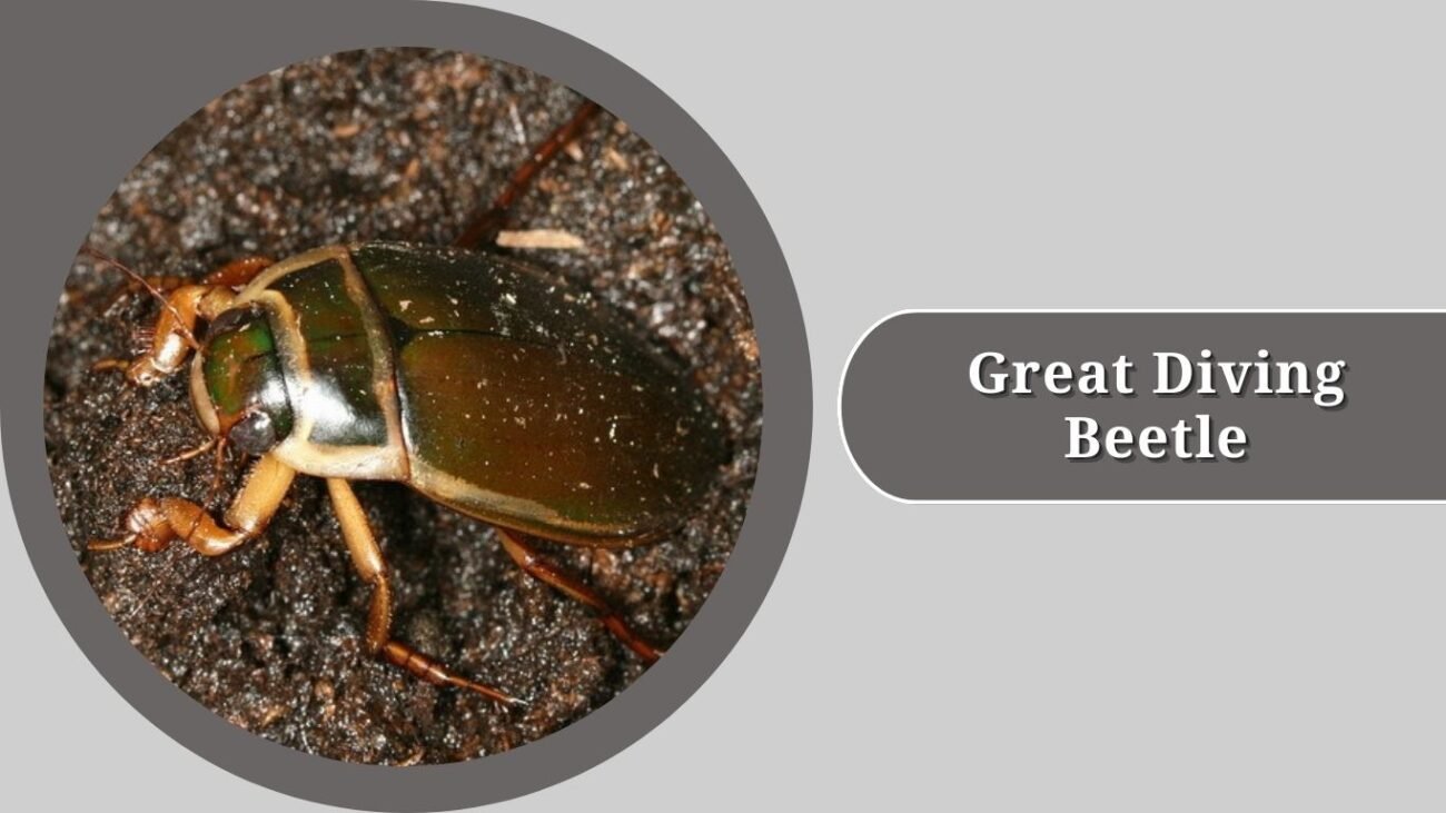 Great Diving Beetle (Dytiscus marginalis)
