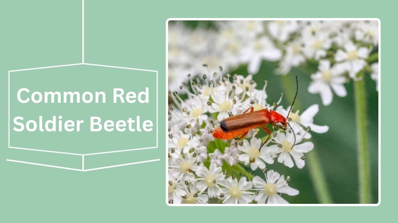 Common Red Soldier Beetle (Rhagonycha fulva)