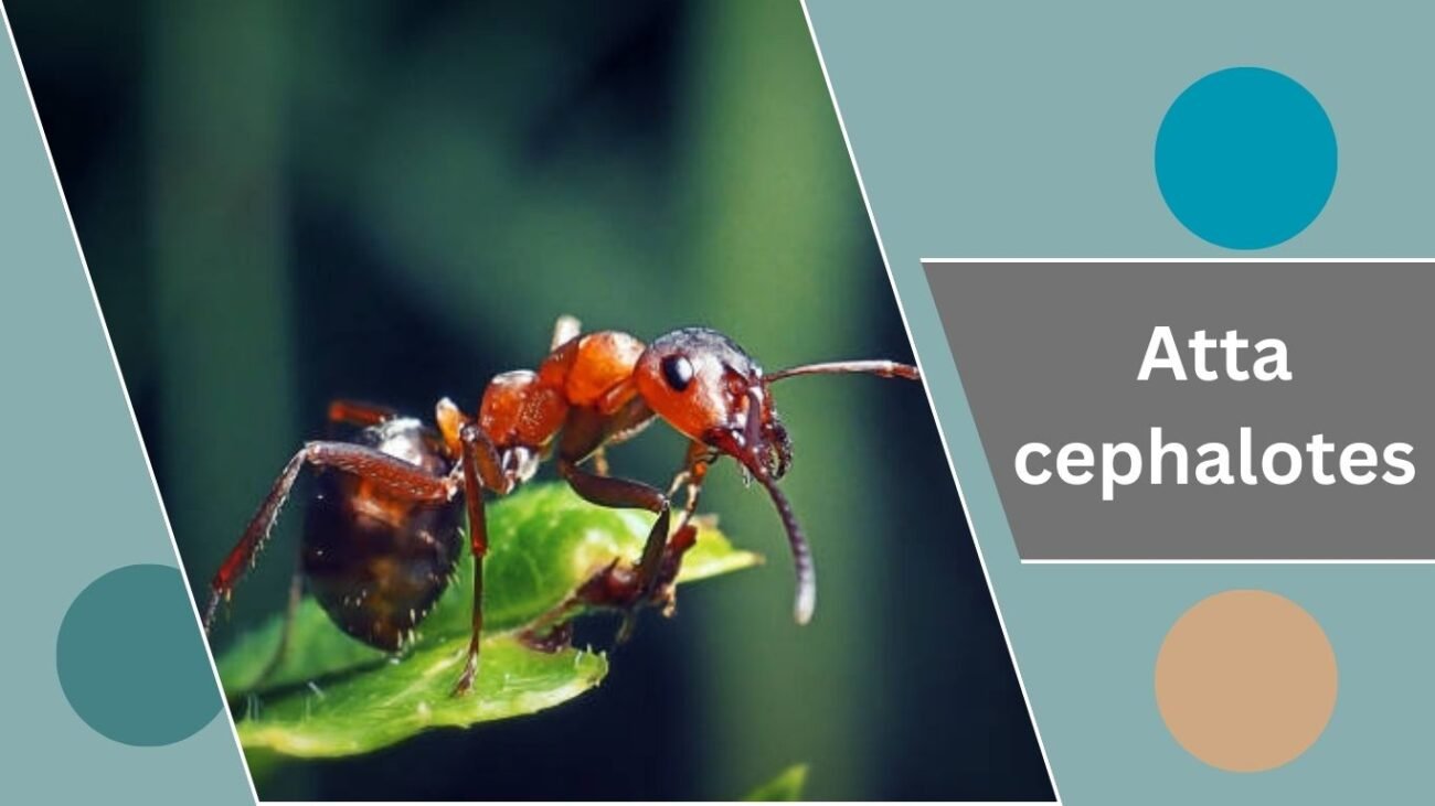 Atta cephalotes