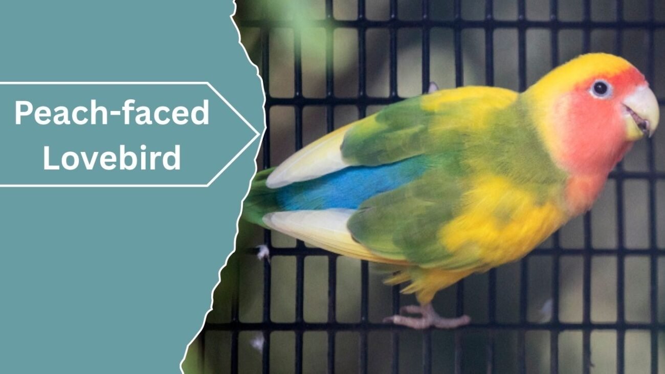 Peach-faced Lovebird