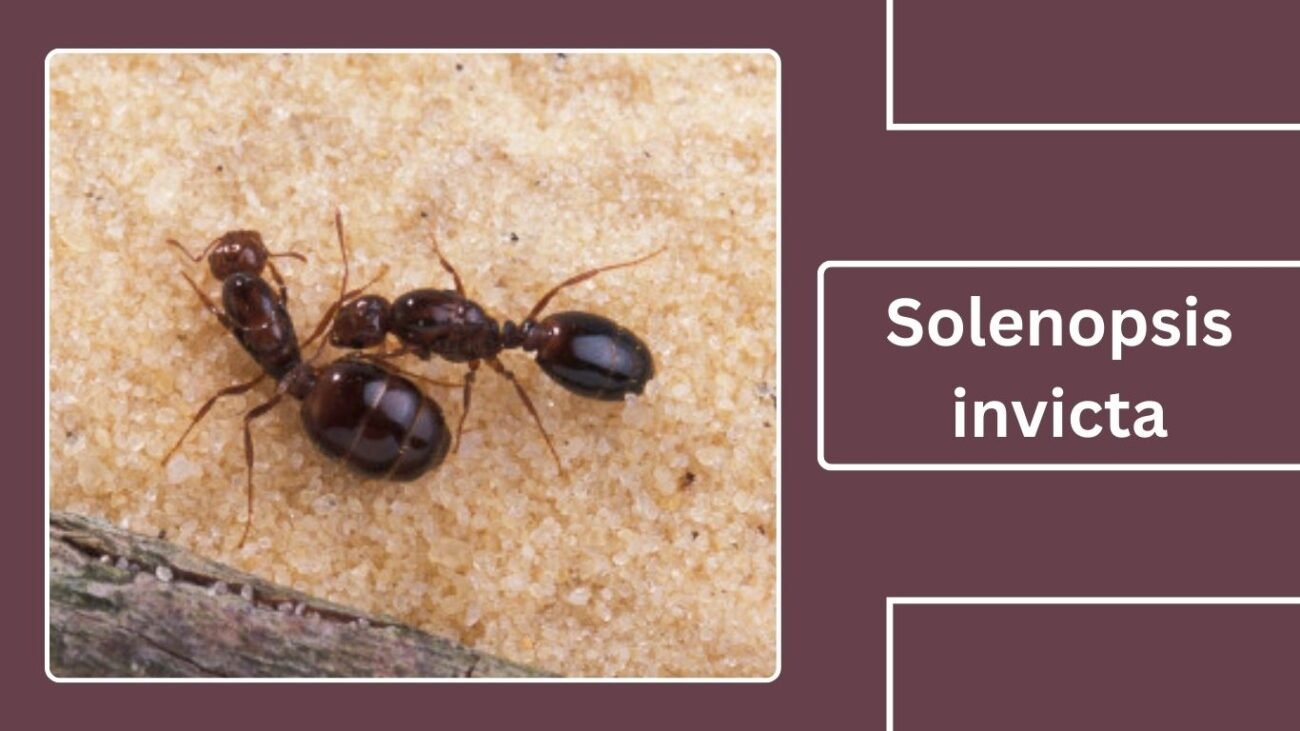  Solenopsis invicta