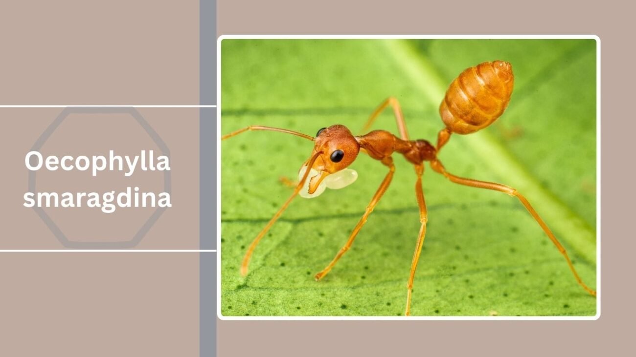 Oecophylla smaragdina