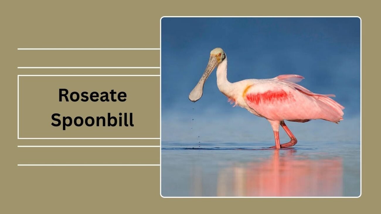 Roseate Spoonbill