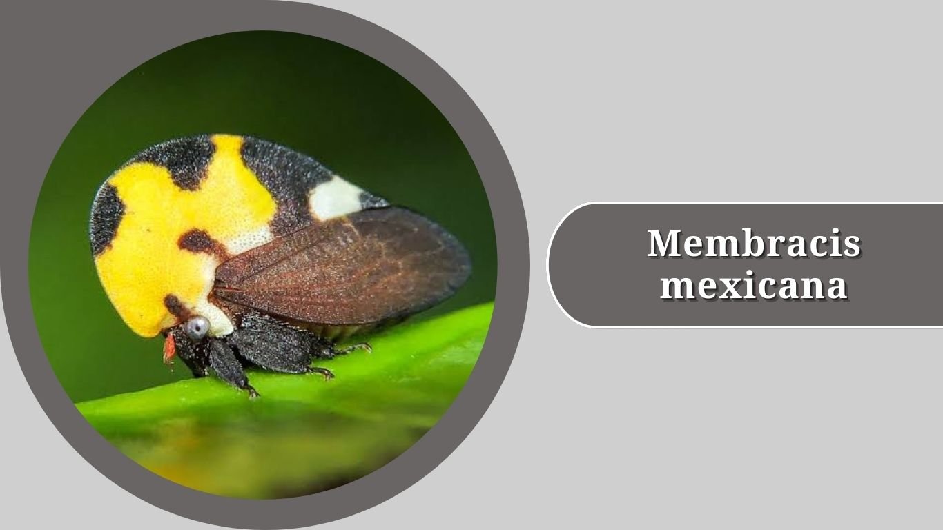 Treehopper Types 15 Types of Treehopper: Identification with Pictures