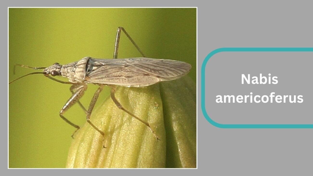  Nabis americoferus 