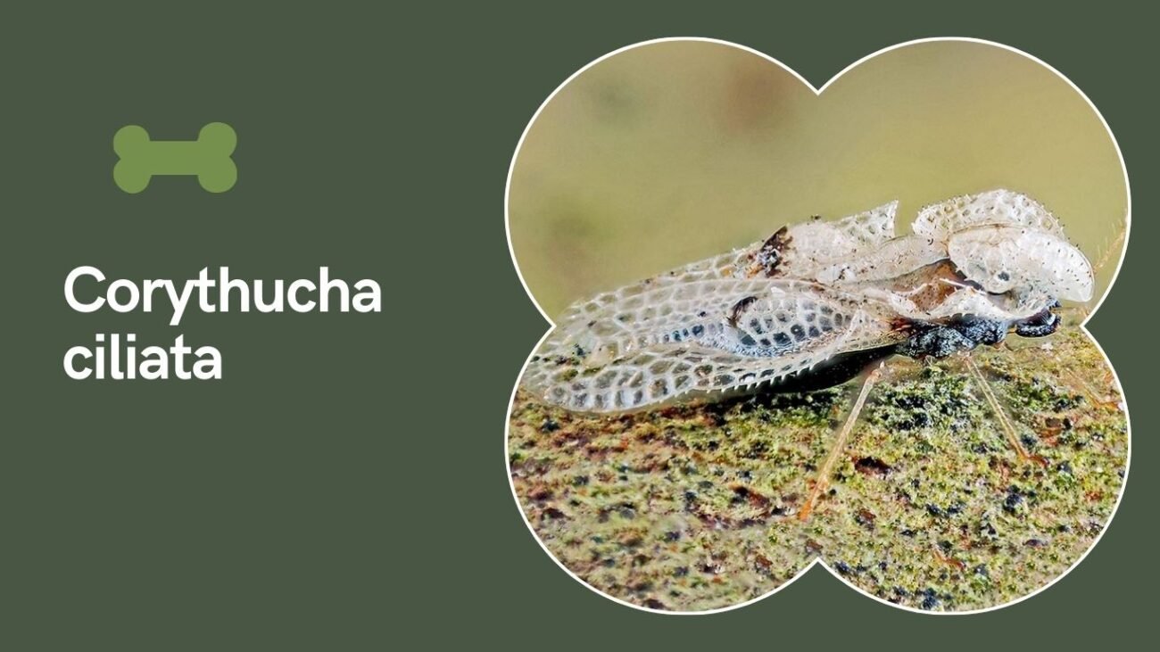  Corythucha ciliata (Sycamore Lace Bug)