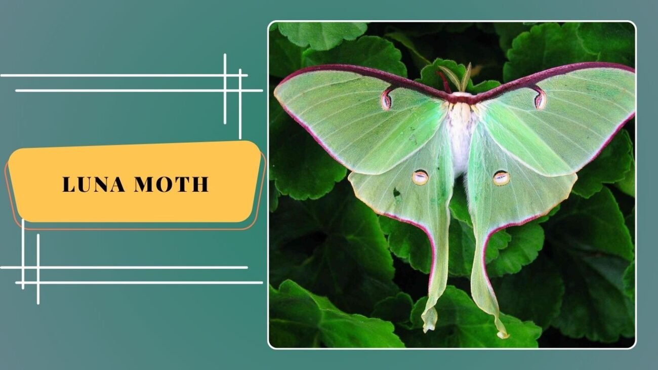 Luna Moth (Actias luna)