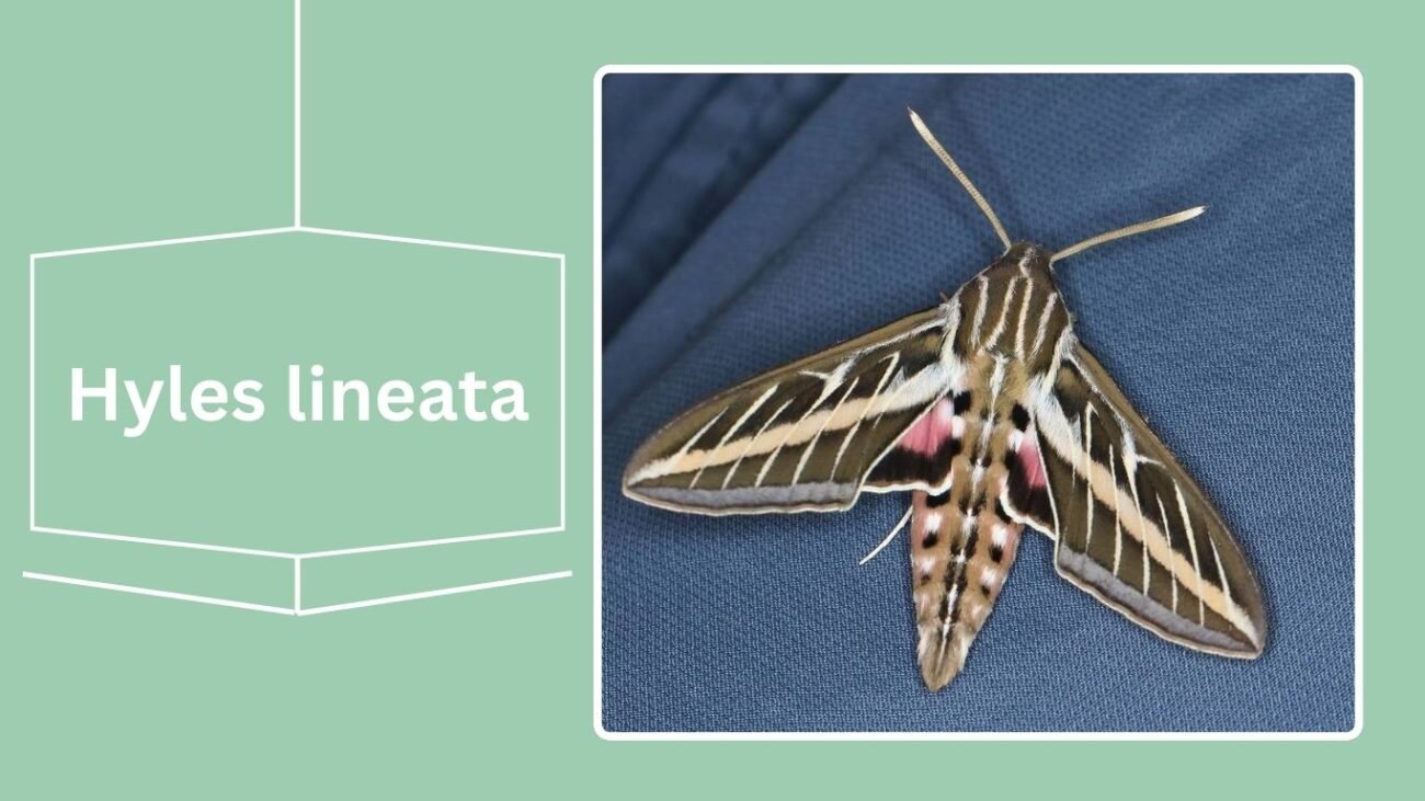 Hyles lineata (White-lined Sphinx)