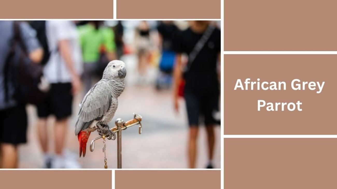  African Grey Parrot