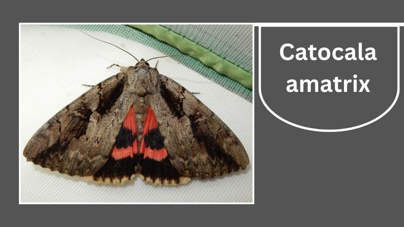 Catocala amatrix (Sweetheart Underwing)