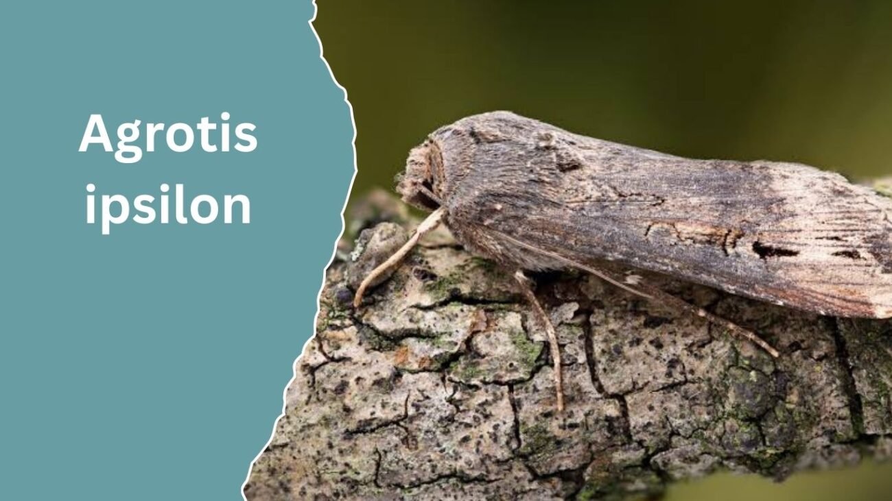 Agrotis ipsilon (Black Cutworm)