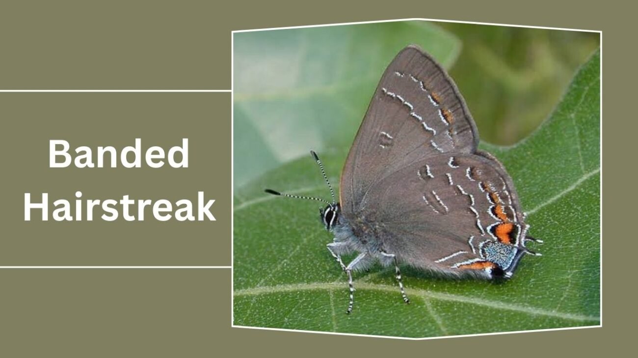 Banded Hairstreak