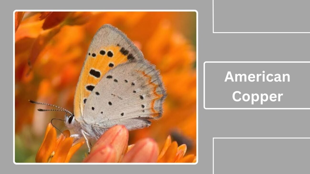 American Copper (Lycaena phlaeas)