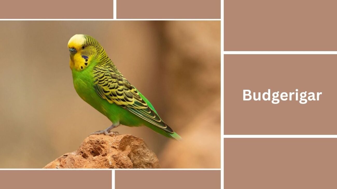 Budgerigar (Budgie)