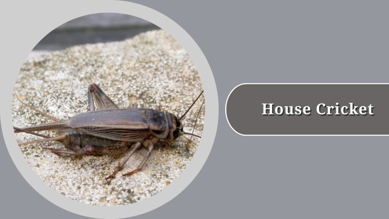 House Cricket
