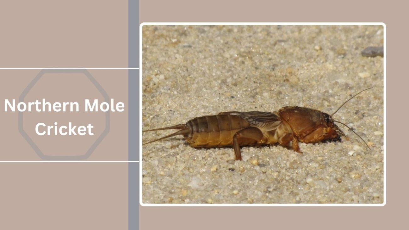Northern Mole Cricket
