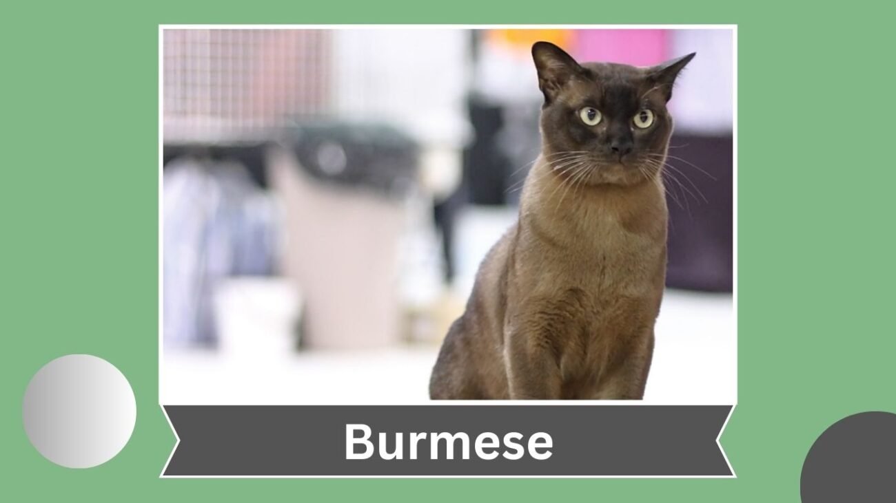 Burmese