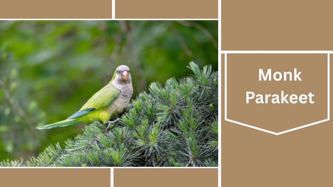 Monk Parakeet (Quaker Parrot)